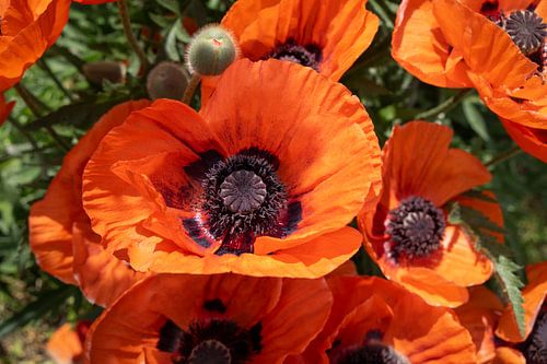 Helderrode bloemblaadjes van de klaprozen