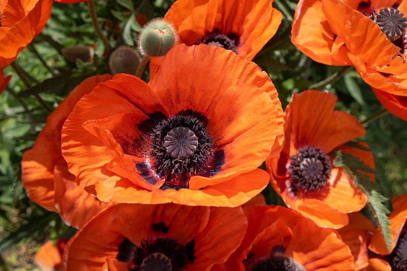 Bright red petals of the poppies by Adriana Müller