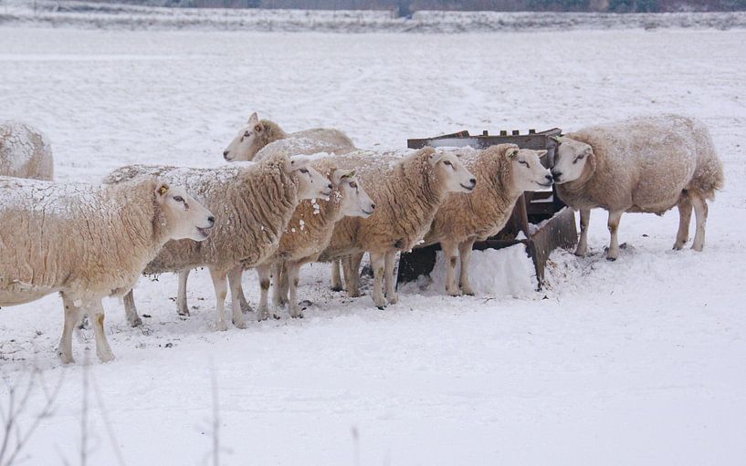Texel in de sneeuw van Peter Schoo - Natuur & Landschap