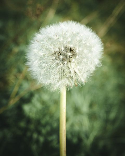 Dandelion by Jan
