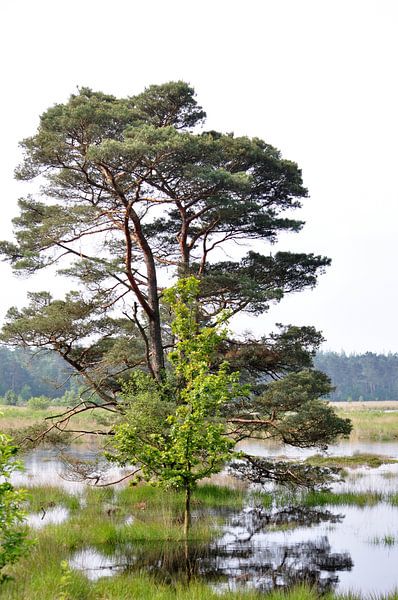 boom in dwingelerveld by Marten Wieringa