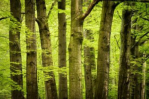 Bomen in het lentegroen