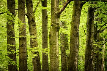 Bomen in het lentegroen van Max ter Burg Fotografie
