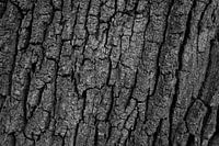 Structures in tree bark