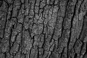 Strukturen in der Baumrinde von SchumacherFotografie
