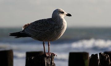 Close up seagull by MSP Canvas