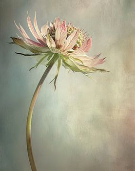 Zeeland knot, minimalism