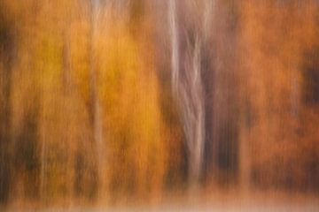 Herfstbos - Abstracte fotografie van Rolf Schnepp