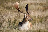 Fallow deer resting in the sunshine.