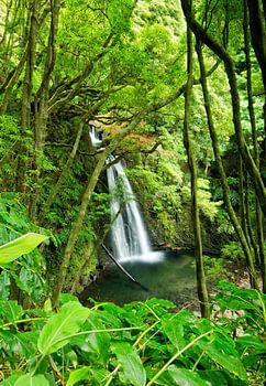Chute d'eau aux Açores, Salto do Prego, Açores, Portugal