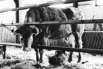 Koe in stal van WeVaFotografie