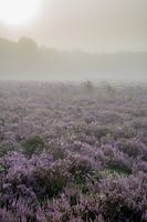 Mistige zonsopkomst in de prachtige Drenthse natuur.