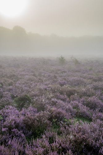 Nebliger Sonnenaufgang in der schönen Landschaft von Drenthe.