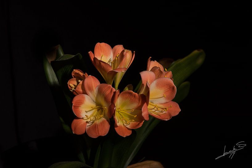 Bloem by Jacky Schoonbaert