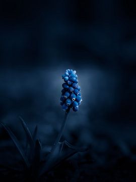 Blauwe schoonheid van Maria Almyra