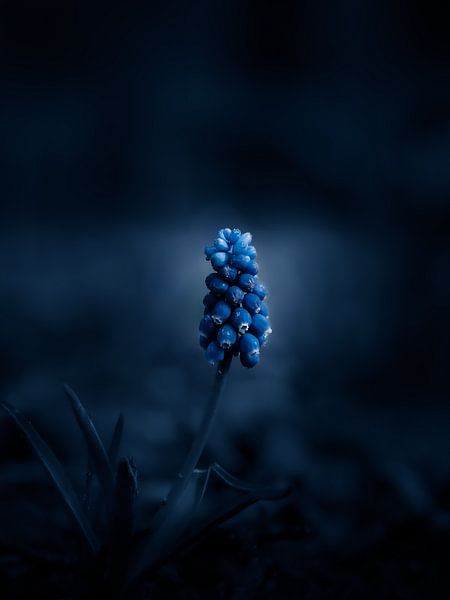 Blauwe schoonheid van Maria Almyra