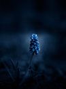 Blauwe schoonheid van Maria Almyra thumbnail