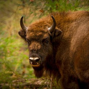 Wisent-Stier