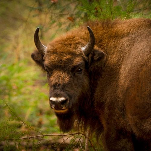 Wisent stier