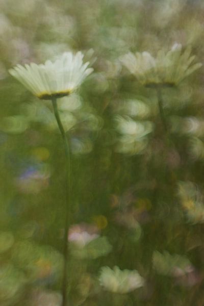 Margriet par Wolbert Erich