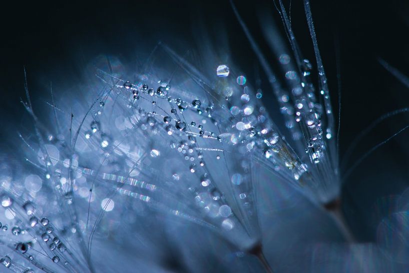 Dandelion with drops II by Nienke Castelijns