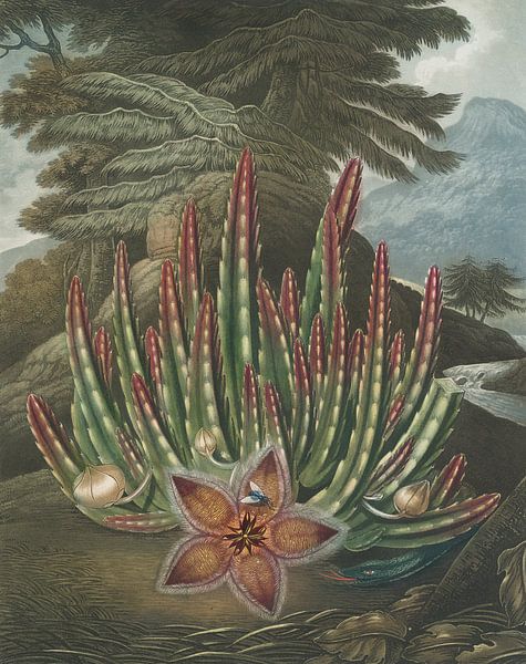The Maggot Bearing Stapelia, Robert John Thornton by Masterful Masters