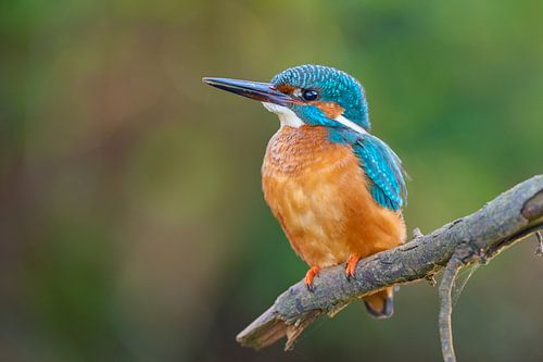 IJsvogel
