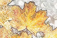 Buntes Ahornblatt im Herbst, Abstrakt von Torsten Krüger Miniaturansicht