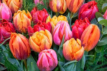 colored tulips by eric van der eijk