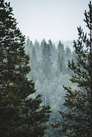 Fog among the conifers