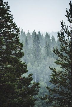 Mist tussen de naaldbomen van Merlijn Arina Photography