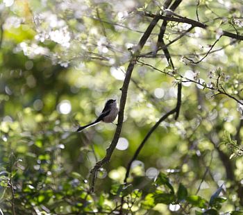 Sfeervol lente kiekje