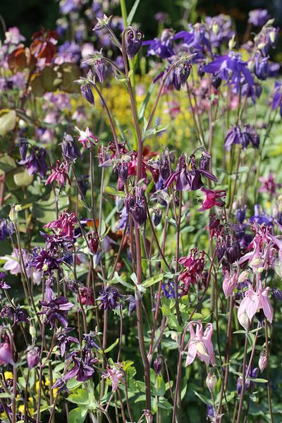 Floras Reich von A. Goebel