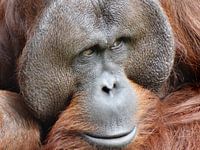 Orang-oetang