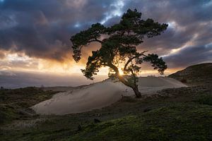 Coucher de soleil Veluwe sur Rick Kloekke