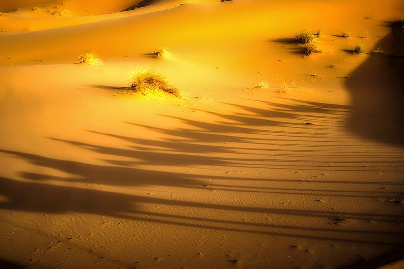 the camel whisperer by Stefan Havadi-Nagy