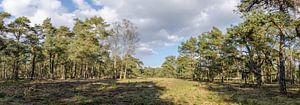 Bos in lentezon