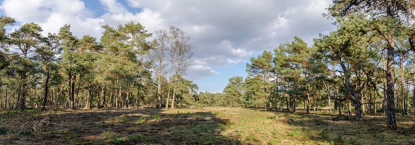 Bos in lentezon van Marcel Pietersen