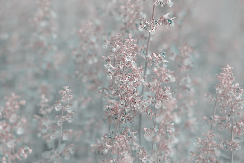 catmint by Vliner Flowers