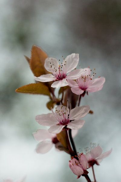 Blossom by Marianne Henstra