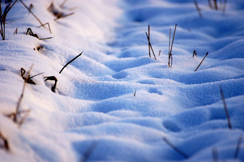 Snow by Benoit Demeulenaere