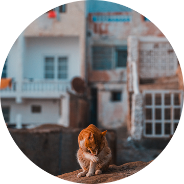 Kat in de straten van Taghazout, Marokko