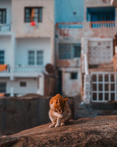 Kat in de straten van Taghazout, Marokko