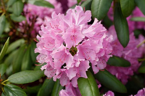 Pink Rhododendron Flower, Close-Up, Germany