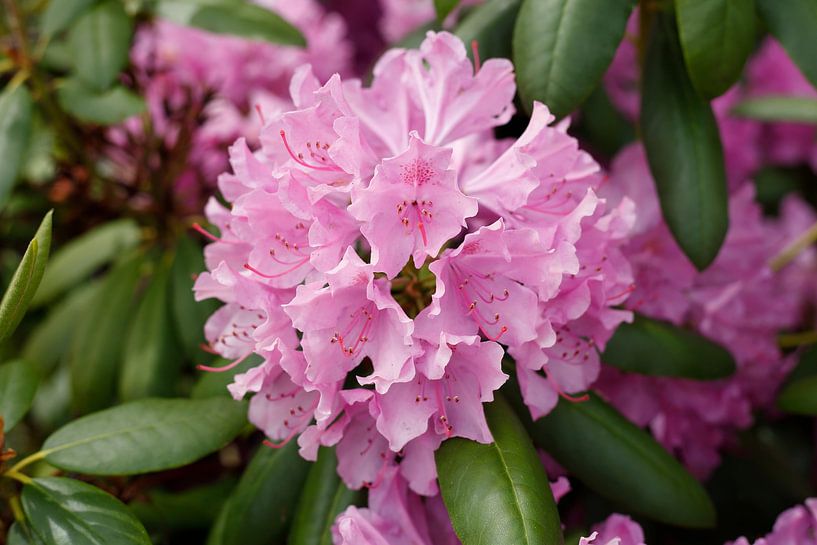 Pink Rhododendronblüte, Close-Up, Deutschland von Torsten Krüger