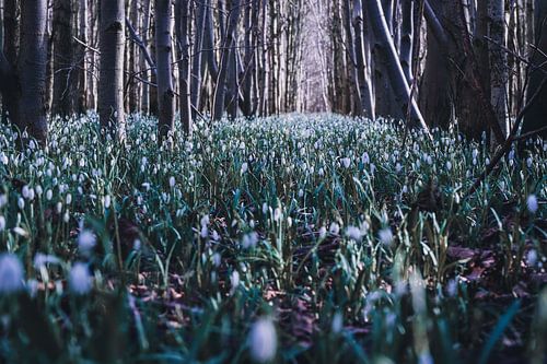 forêt de perce-neige