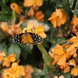 butterfly in orange  von michel voortman