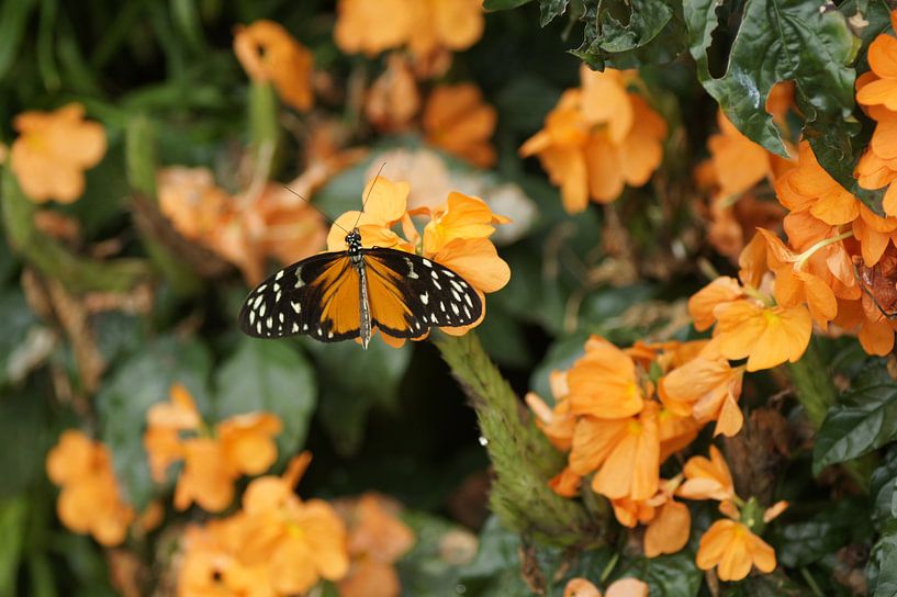 butterfly in orange  by michel voortman