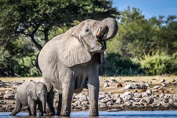 Elephant with baby Elephant drinking water on African plains by Original Mostert Photography