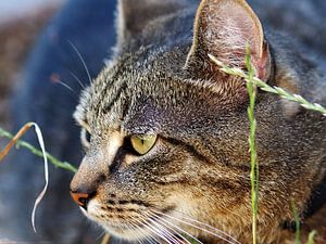 Waakzame kat